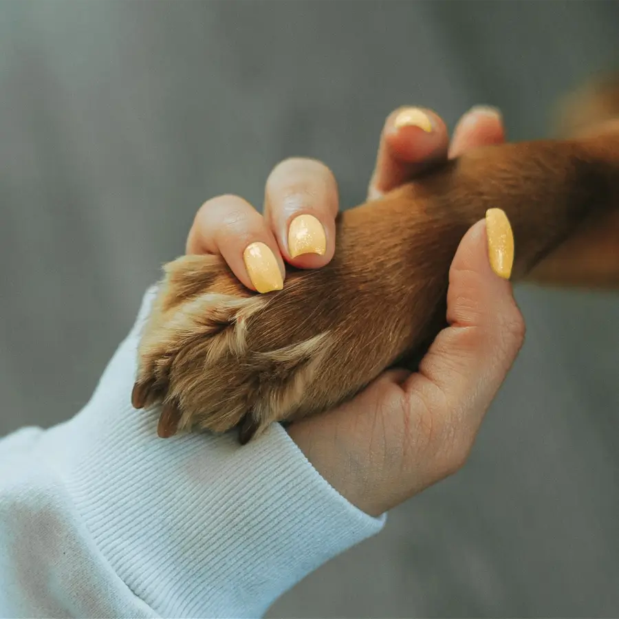 shango-cirugia-veterinaria-calahonda Veterinarian holding a dog's paw before a surgical procedure