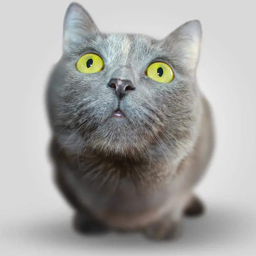 shango-consulta-veterinaria-gatos-calahonda Grey cat with yellow eyes at feline veterinary consultation