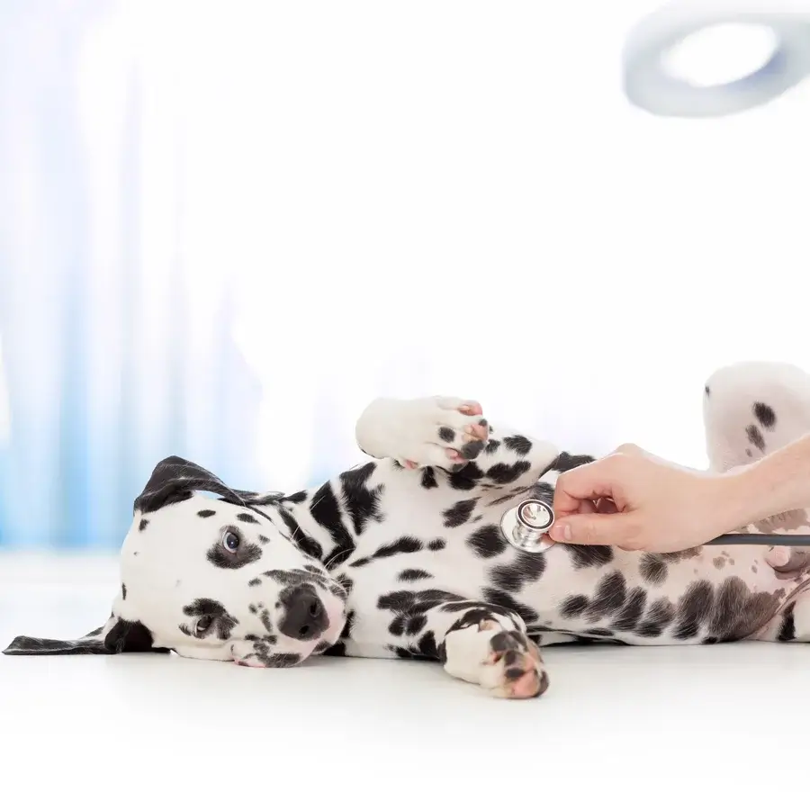 shango-examen-veterinario-dalmata-calahonda Dalmatian puppy being examined by veterinarian at Shango clinic