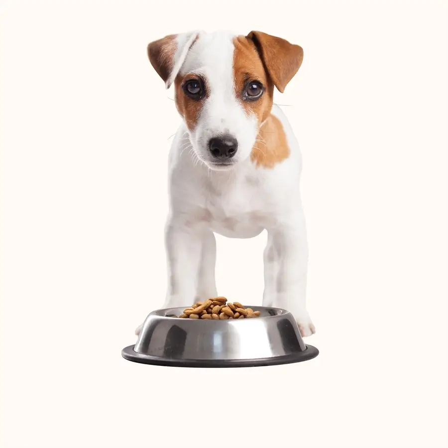 shango-nutricion-alimentacion-mascotas Jack Russell puppy next to its food bowl