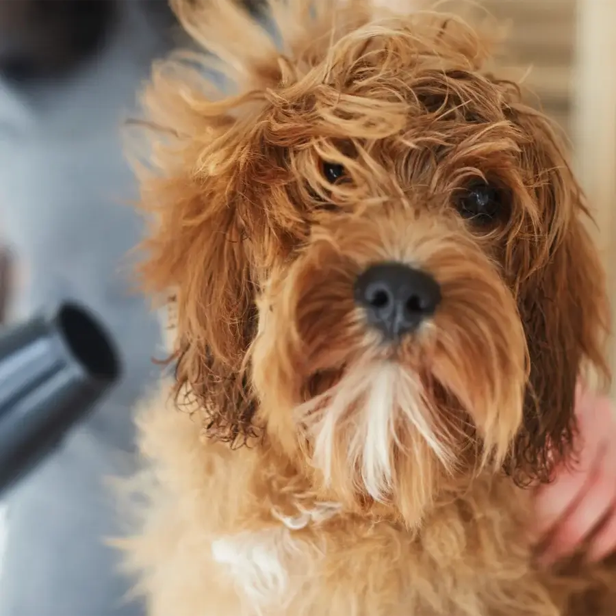 shango-peluqueria-canina-calahonda Curly-haired dog receiving a professional blow-dry at dog grooming salon